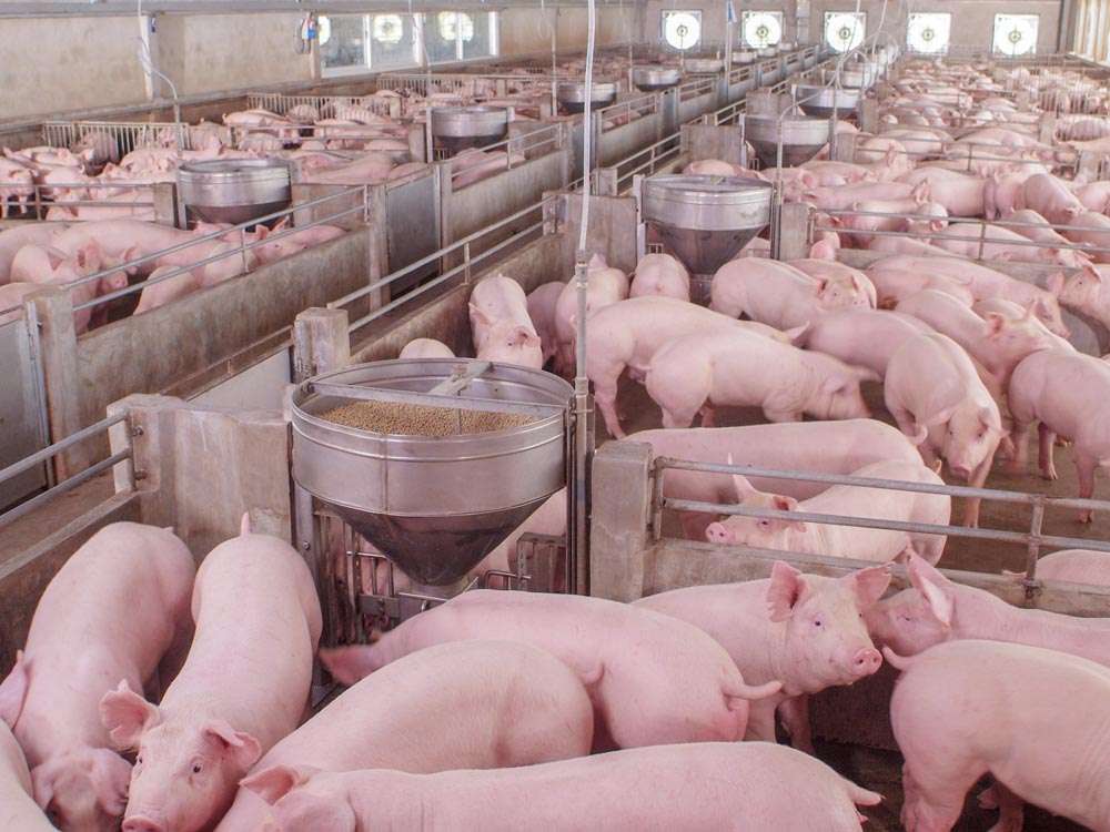 Terminação de suínos exige atenção em nutrição, sanidade e ambiência dos animais