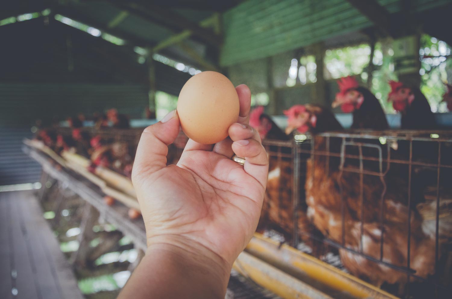 Suplementação de cálcio para aves poedeiras é essencial para a casca de ovos e a manutenção óssea e metabólica.