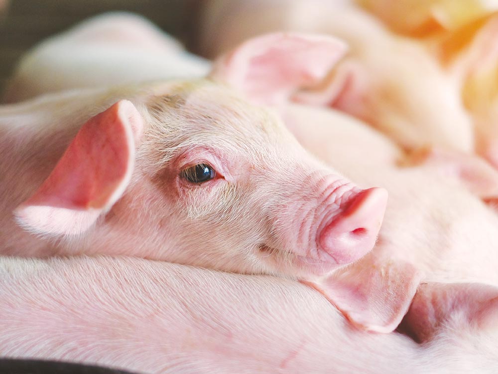 Dieta balanceada é essencial para os suínos expressarem todo o seu potencial genético