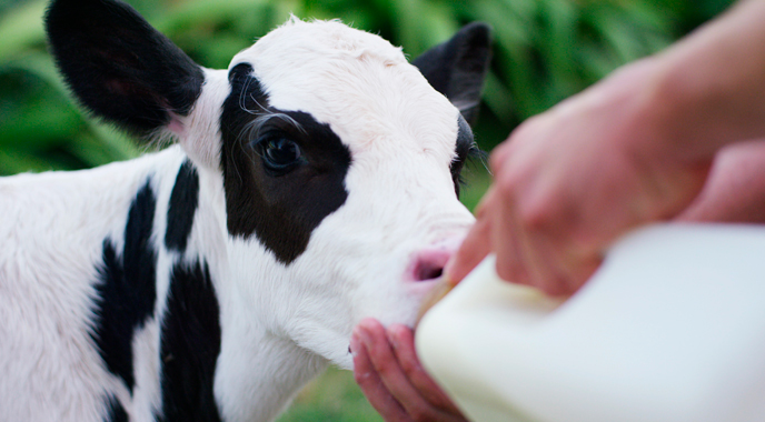 Produtores de leite economizam até 30% com o uso de Nattimilk na dieta de bezerras