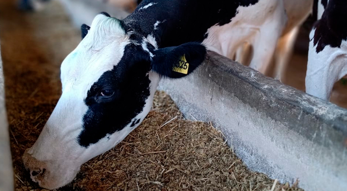 Manejo nutricional mitiga impactos da alta temperatura na rentabilidade de vacas leiteiras
