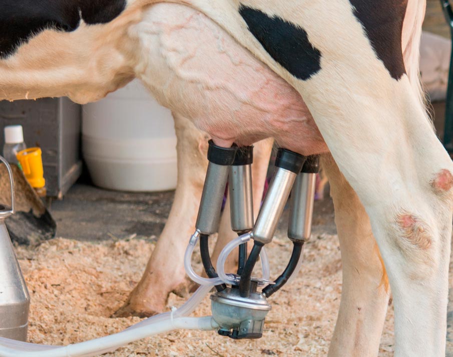 Manejo e nutrição eficientes ajudam a prevenir o impacto de doenças relacionadas ao período de transição das vacas leiteiras