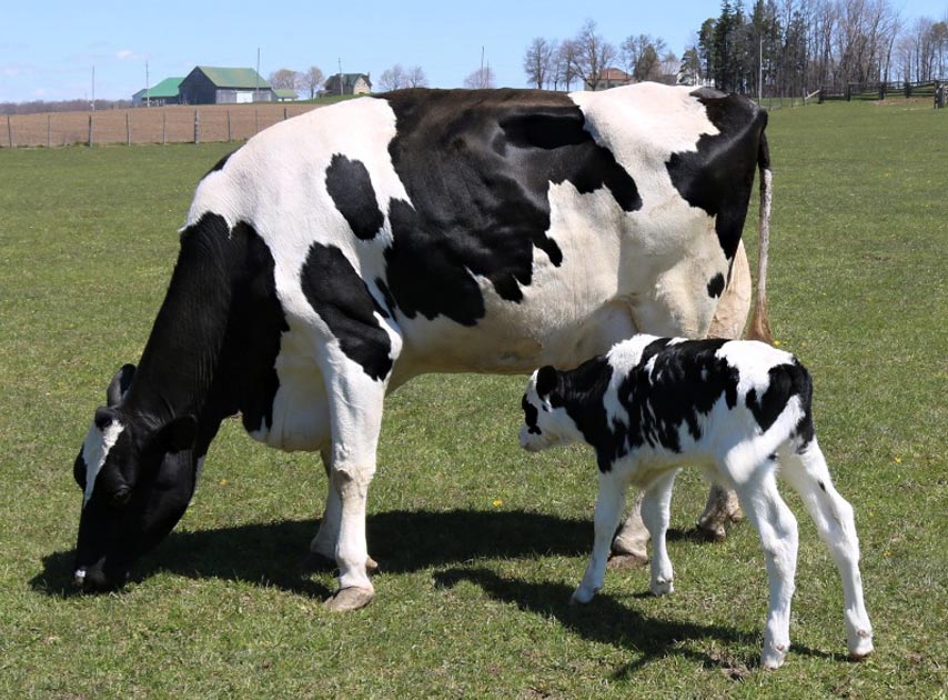 Combate às doenças entéricas na bovinocultura exige manejo nutricional desde o pré-parto
