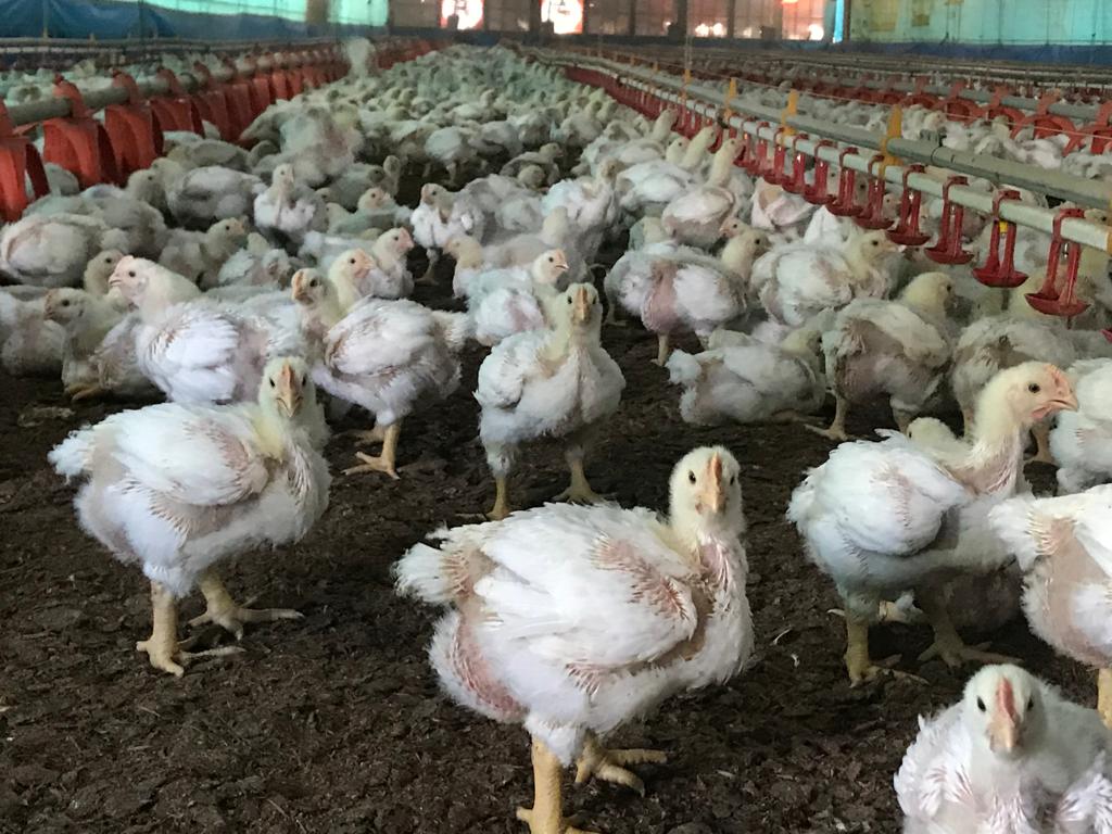 Multifuncional, prebióticos melhoram absorção de nutrientes e fortalecem sistema imune de frangos de corte